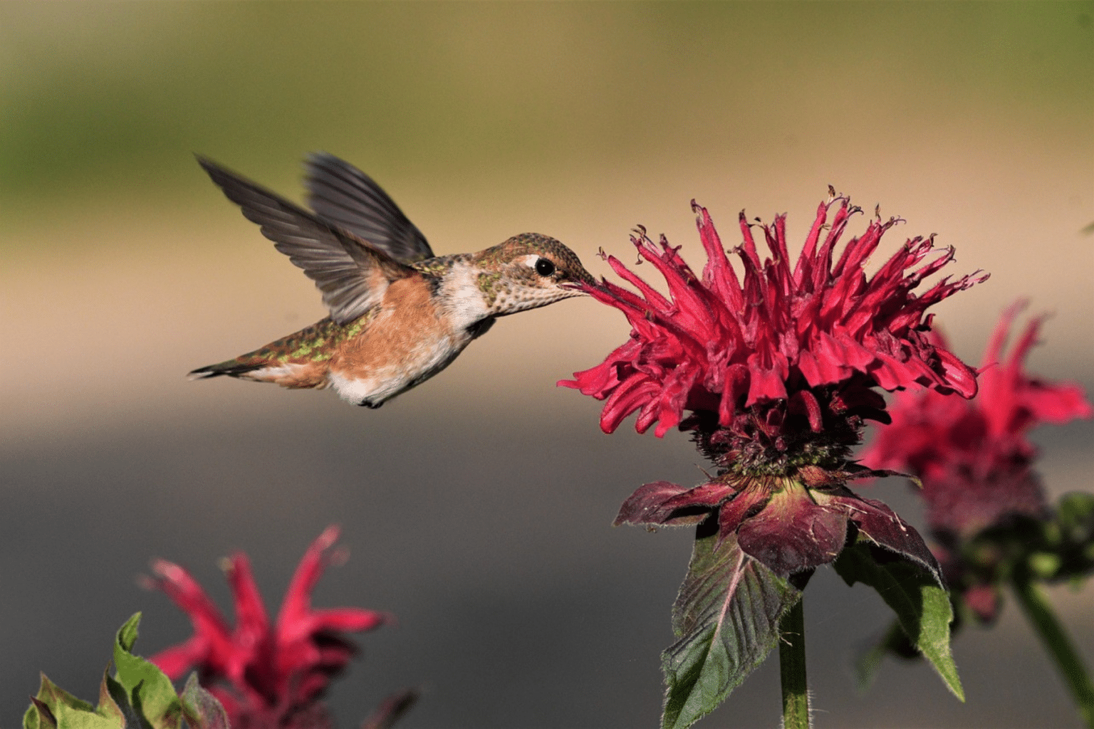 A ruby-throated hummingbird hovering while feeding from a pink bee balm flower in a bright summer garden