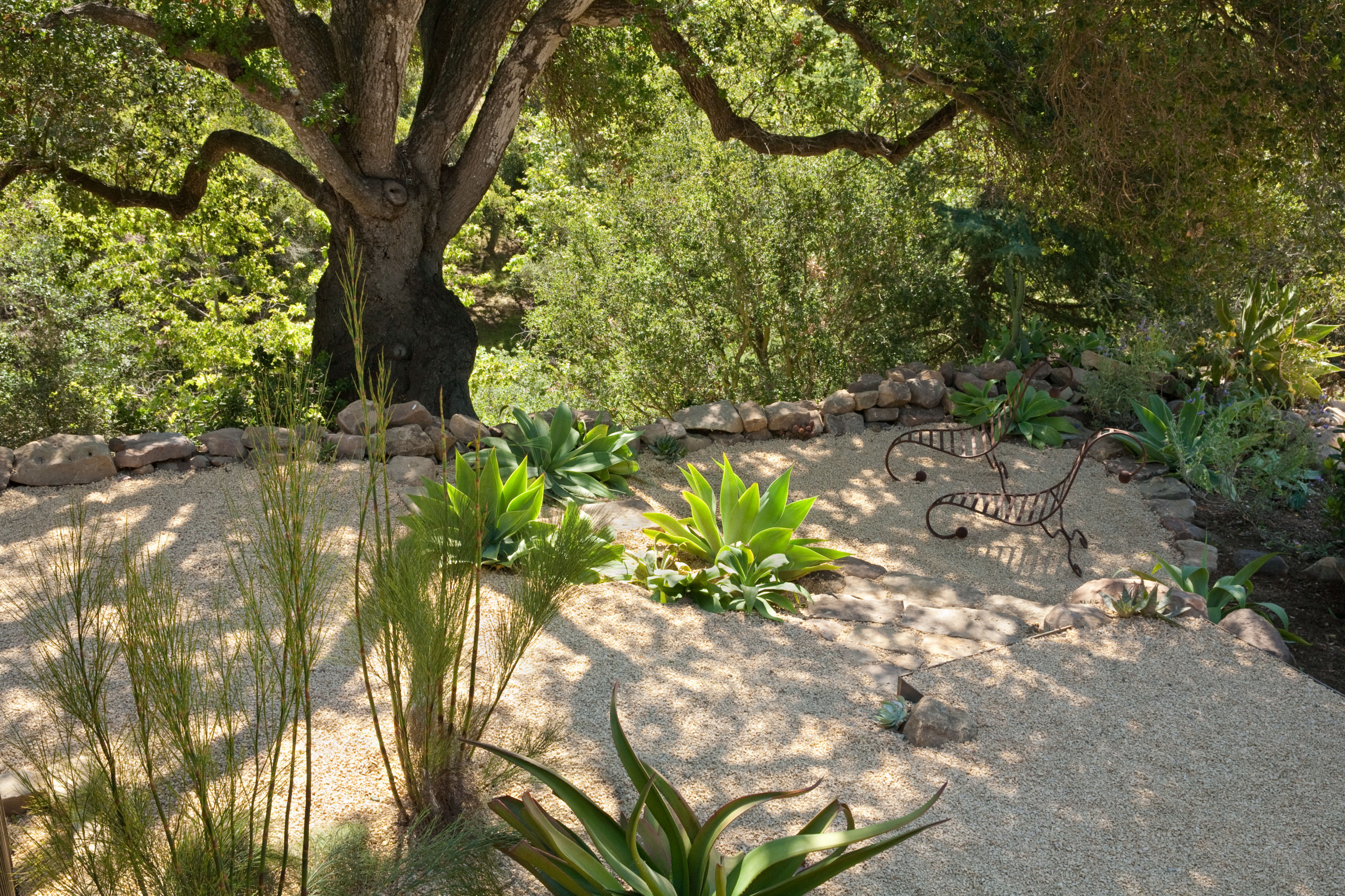 A shaded garden bed under an oak tree showing dry leaf litter, shallow roots near the soil surface, and a mulched planting pocket ready for perennials