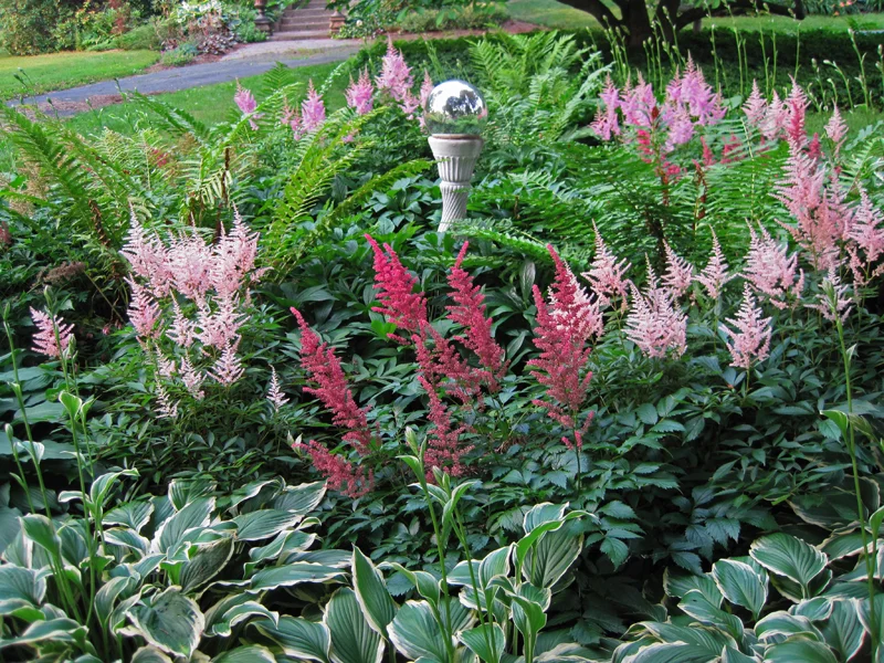 A shaded perennial bed with astilbe blooms rising among hostas and ferns beside a mulched path in soft morning light