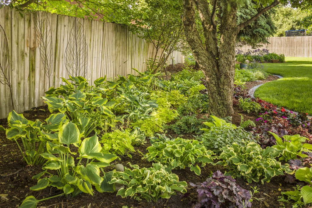 A shaded perennial border featuring hostas mixed with ferns and heuchera along a woodland-style garden bed