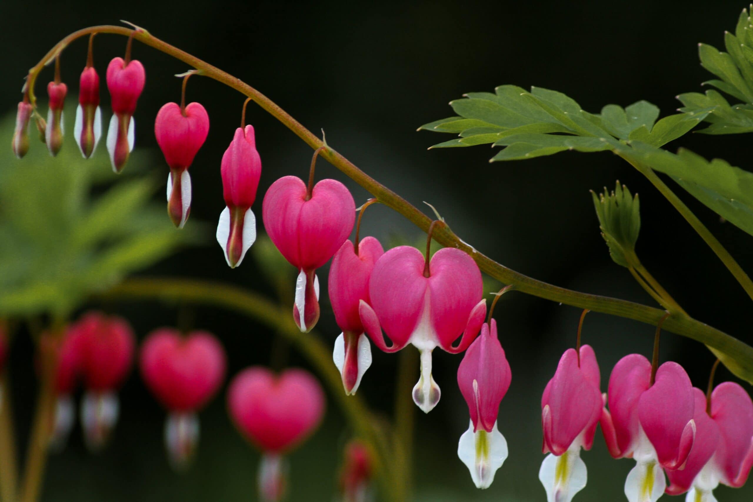 A shaded woodland-style garden bed with bleeding heart growing among ferns and hostas under dappled tree light