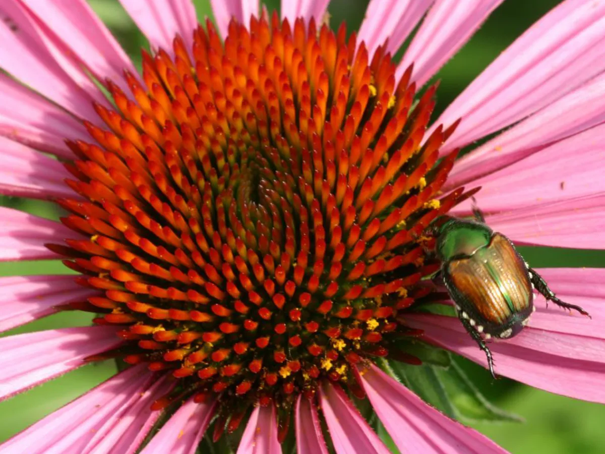 Defending Summer Perennials From Japanese Beetles