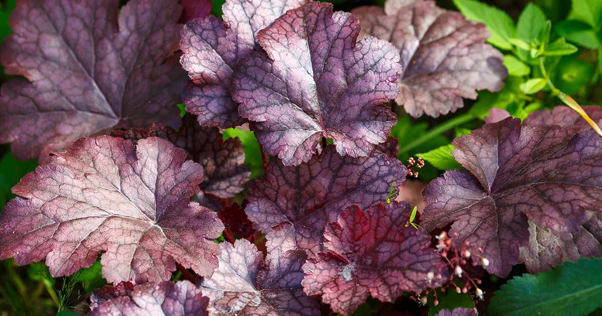 Designing with Coral Bells (Heuchera)