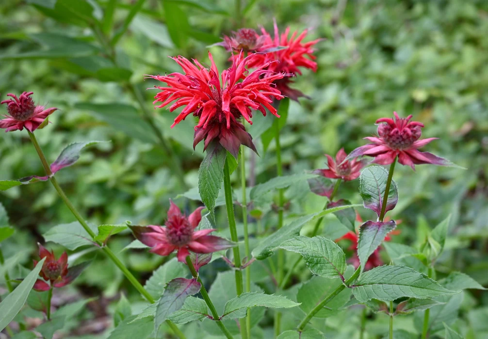 Bee Balm (Monarda): Beat Powdery Mildew, Bring in Hummingbirds