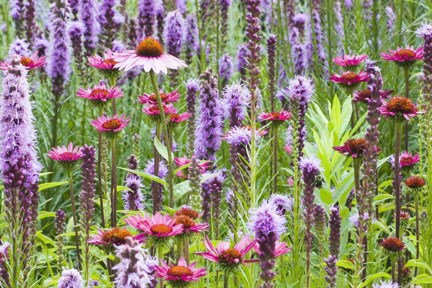 The 5-Plant Low-Maintenance Perennial Garden