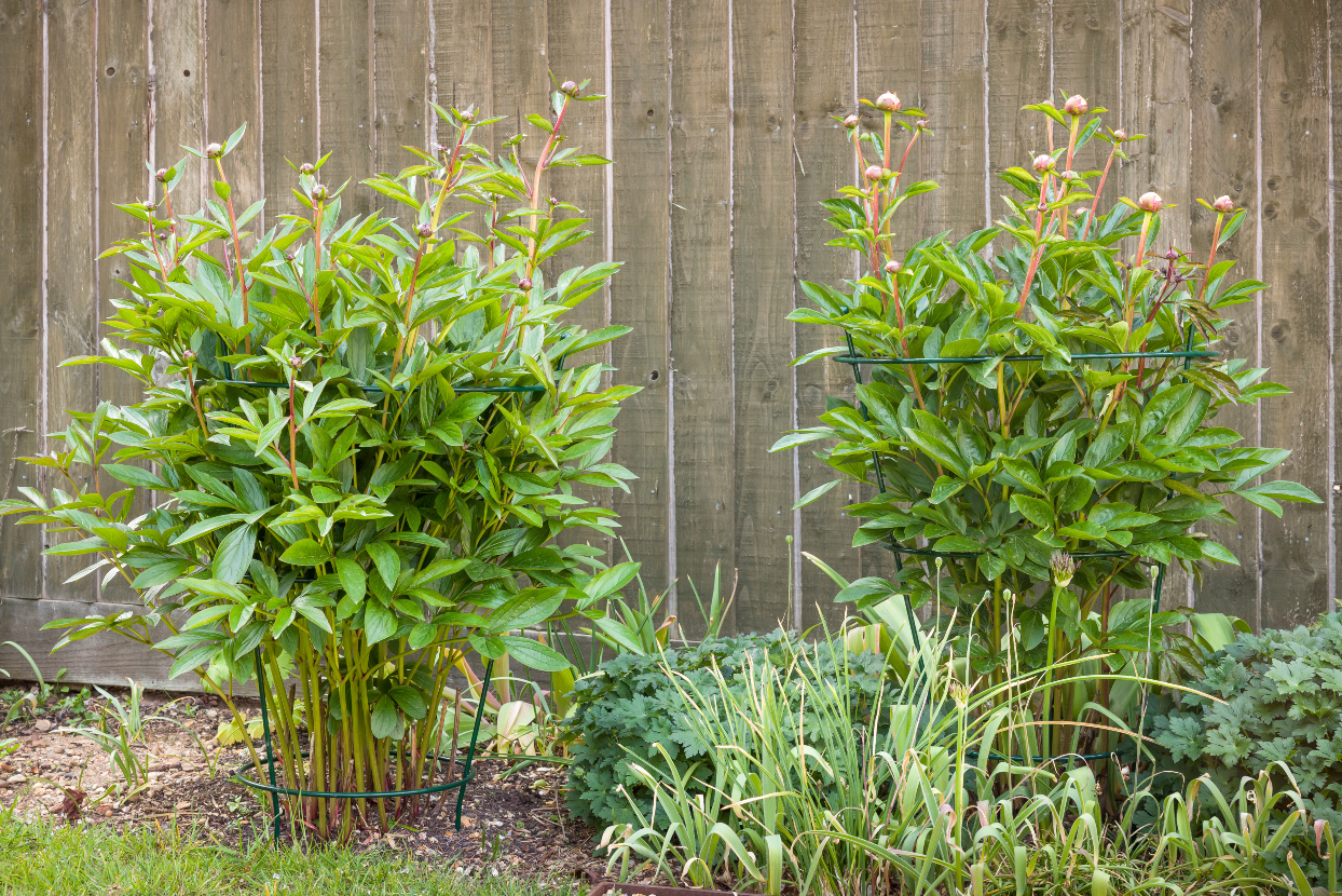 Staking Tall Perennial Flowers