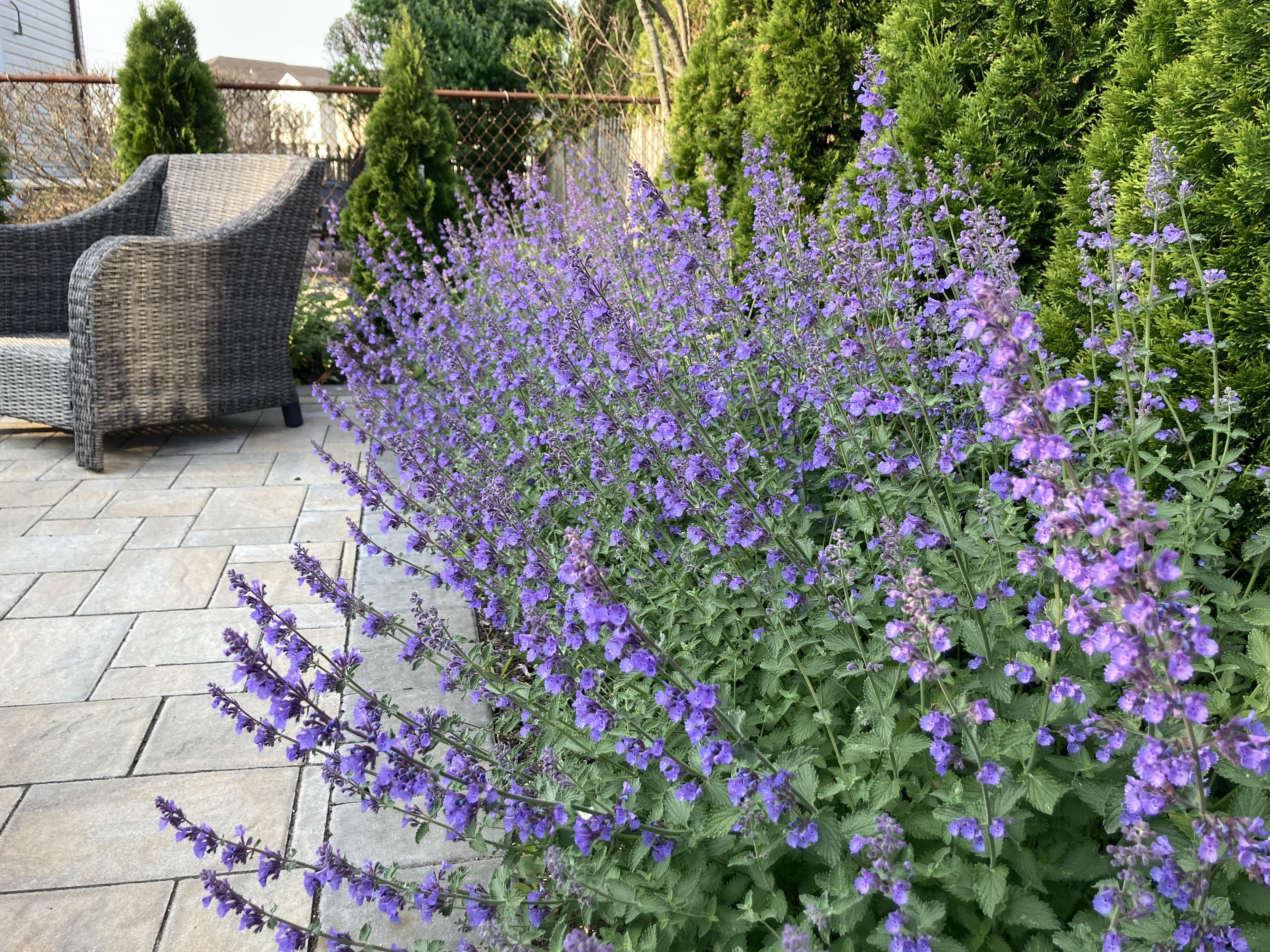A sunny garden border with drifting purple catmint in front and pink coneflowers rising behind it in midsummer