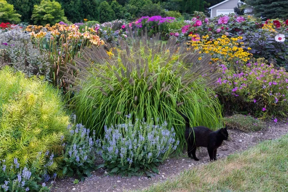 A sunny perennial border with blue salvia mixed with orange daylilies, green foliage, and a few ornamental grasses in mid-summer