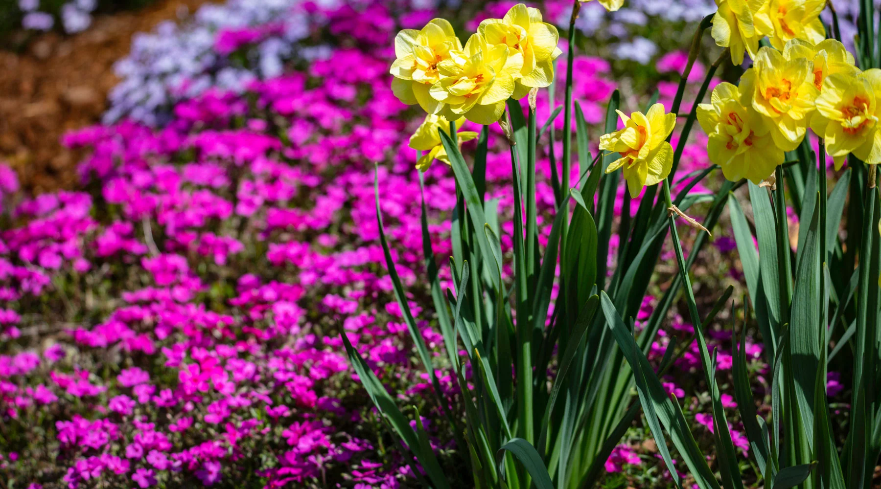 A sunny spring garden bed with yellow daffodils rising through a carpet of pink creeping phlox along a path edge