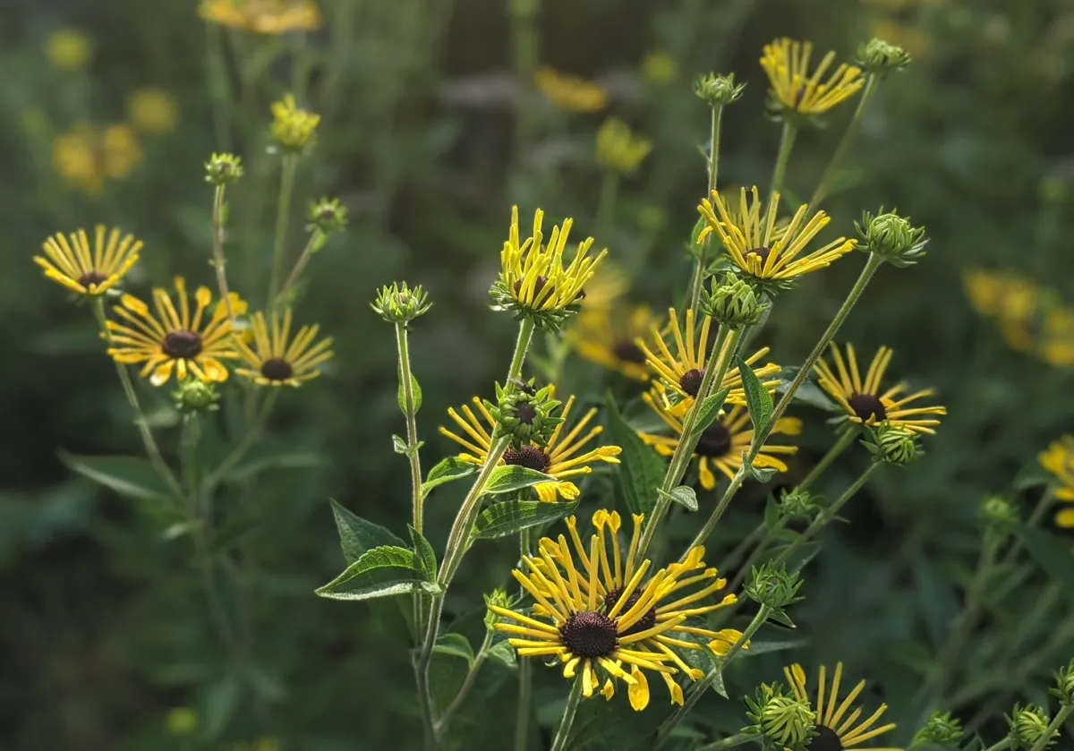 A tall clump of Rudbeckia subtomentosa 'Henry Eilers' with narrow, quilled yellow petals and dark centers blooming in a late-summer perennial border