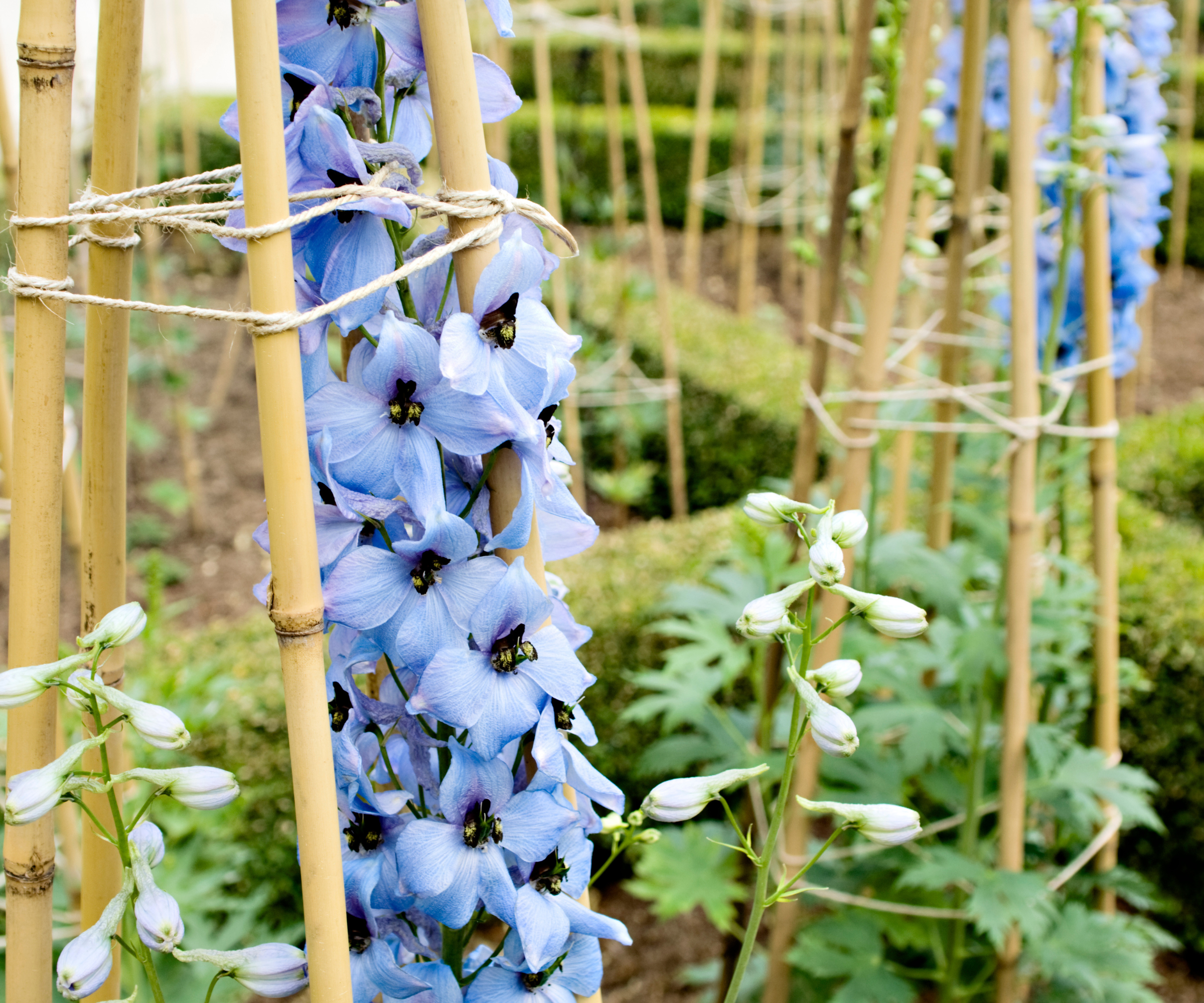 A tall delphinium clump supported by three bamboo canes arranged around the plant, secured with soft green ties at multiple heights