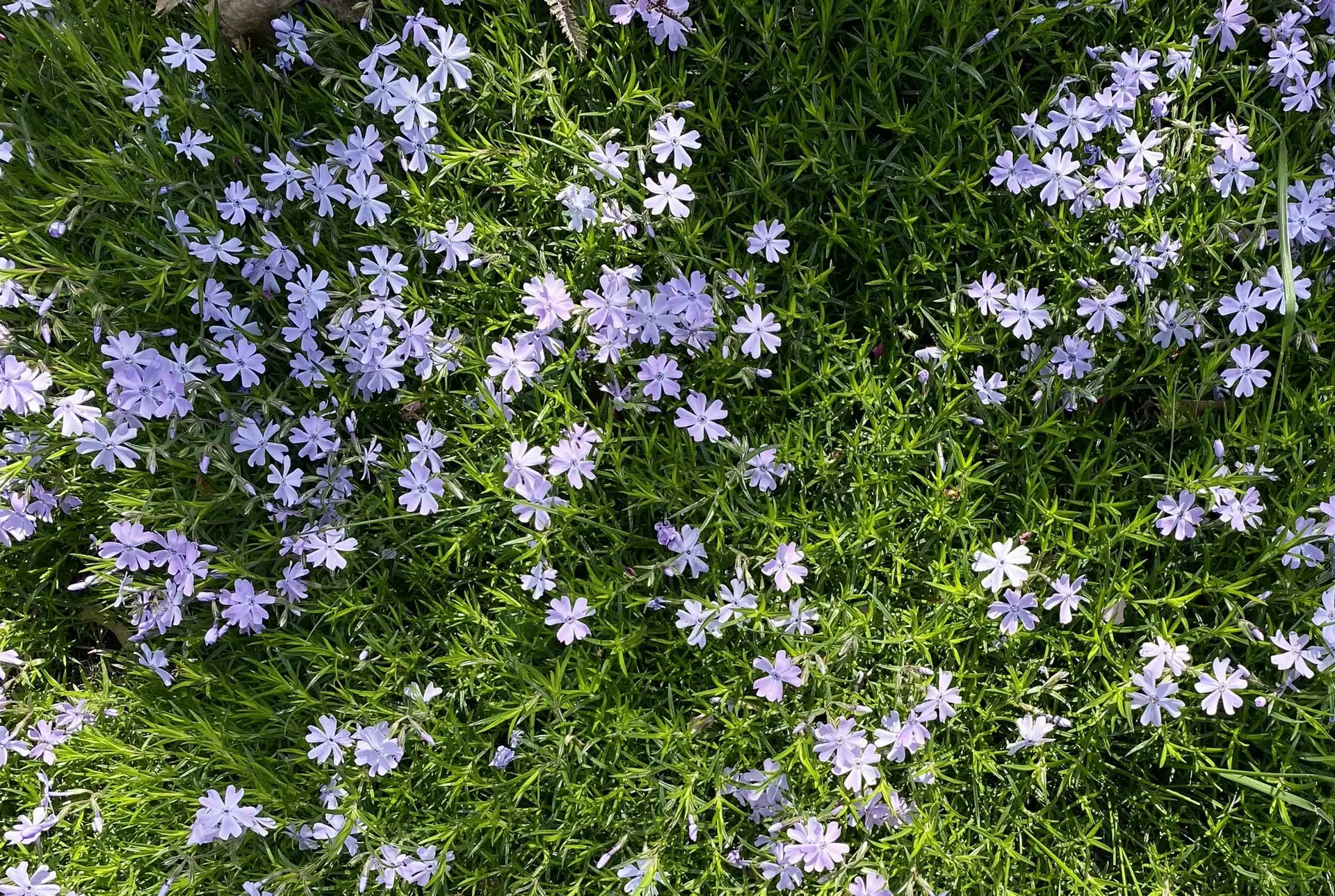 Creeping Phlox Plant Profile