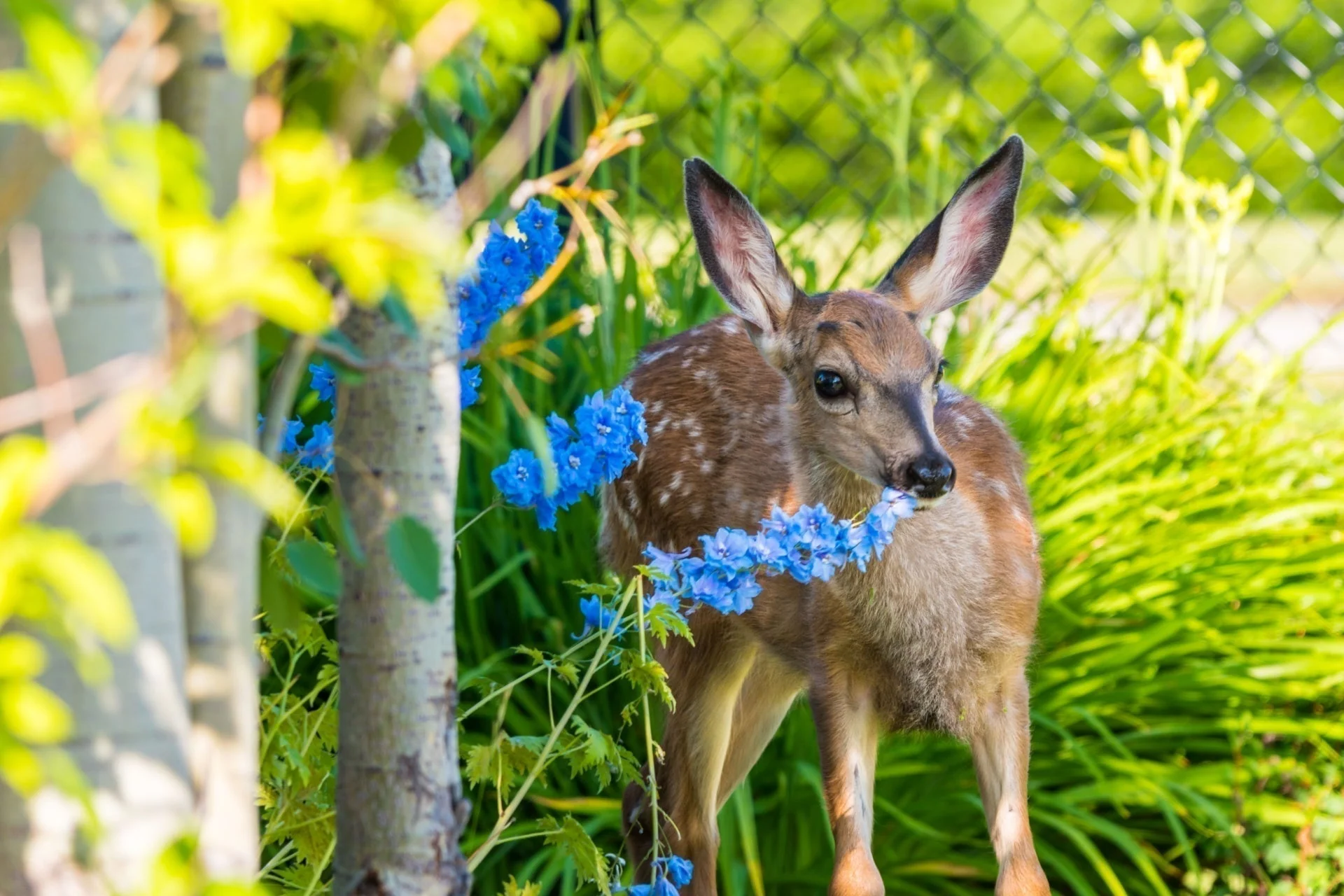 A white-tailed deer standing at the edge of a suburban perennial flower bed in early evening, looking toward the plants just outside a low fence
