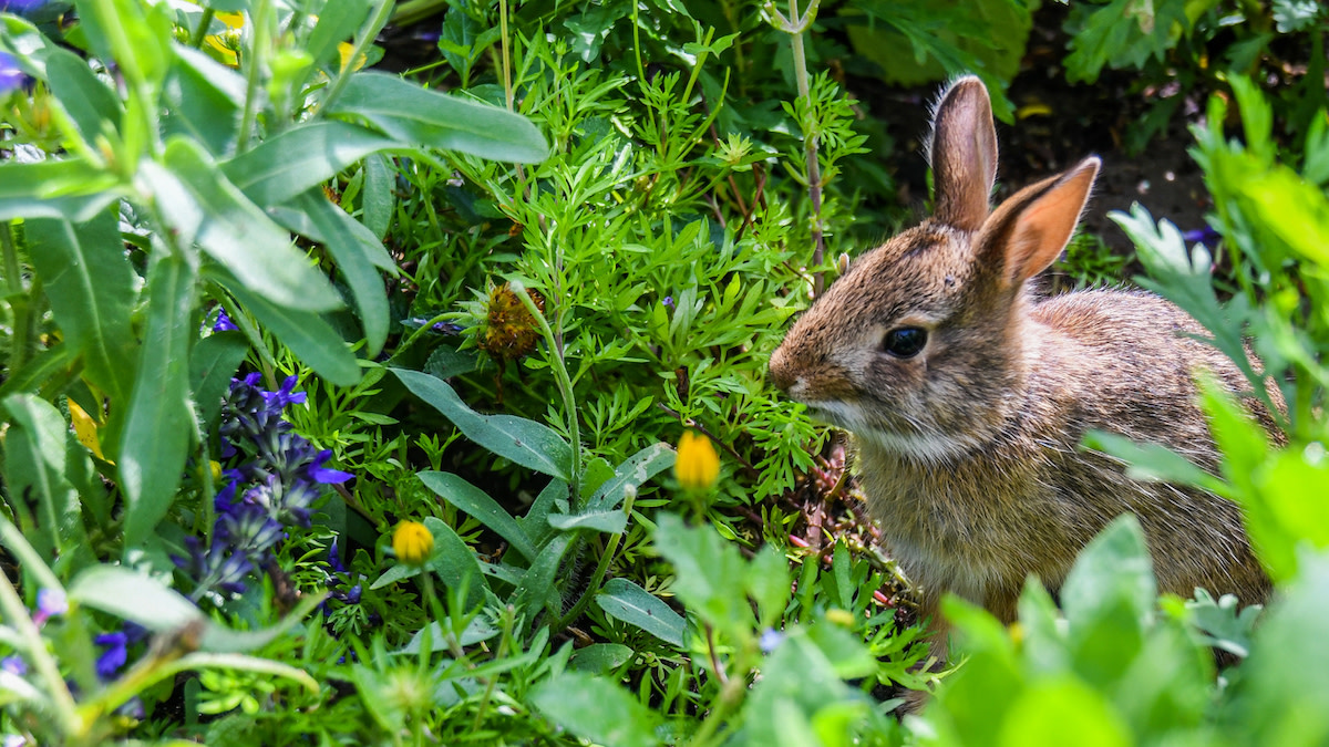 Protect Perennials from Deer and Rabbits
