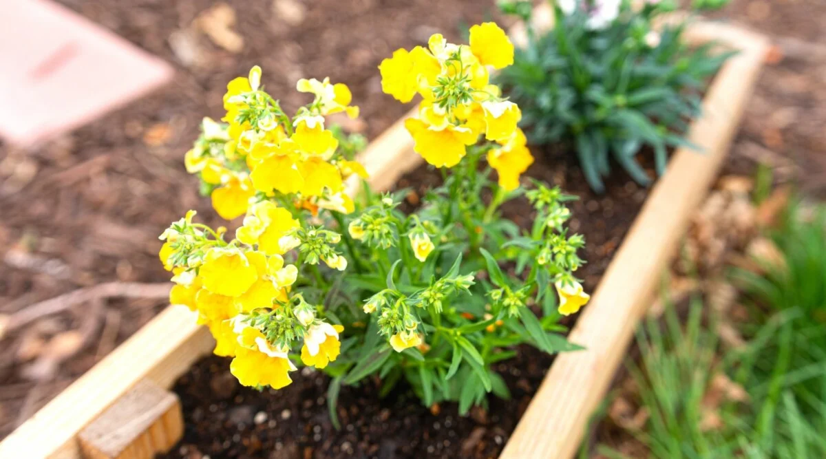 A wooden raised garden bed filled with perennial flowers, with dark, crumbly soil visible around the plants after watering