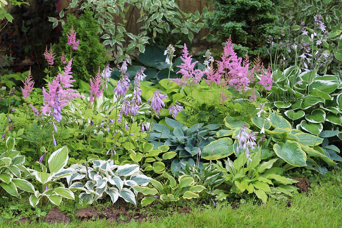 Astilbe clumps planted along a shaded garden border with hostas and ferns, showing feathery blooms brightening a dim corner