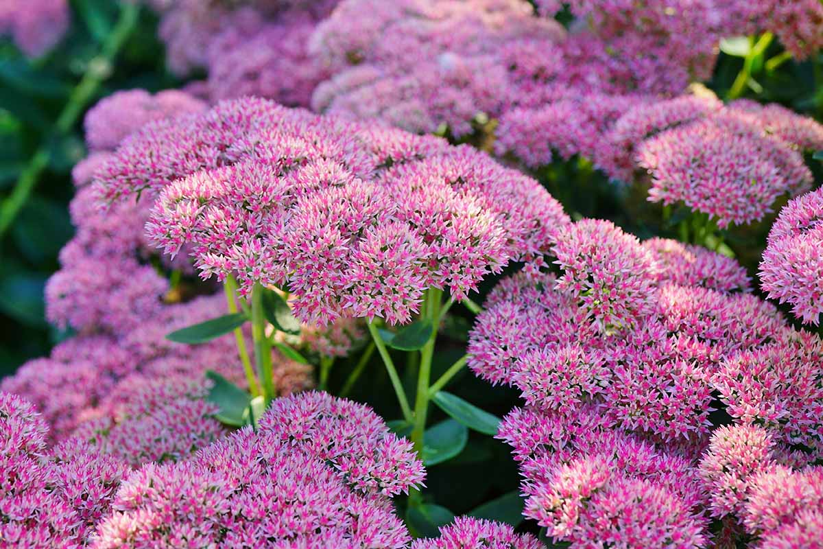 Autumn Joy Sedum