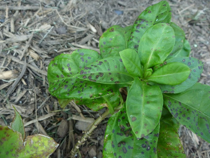 Close-up garden photograph of herbaceous phlox leaves showing scattered dark leaf spot lesions with yellowing tissue around some spots