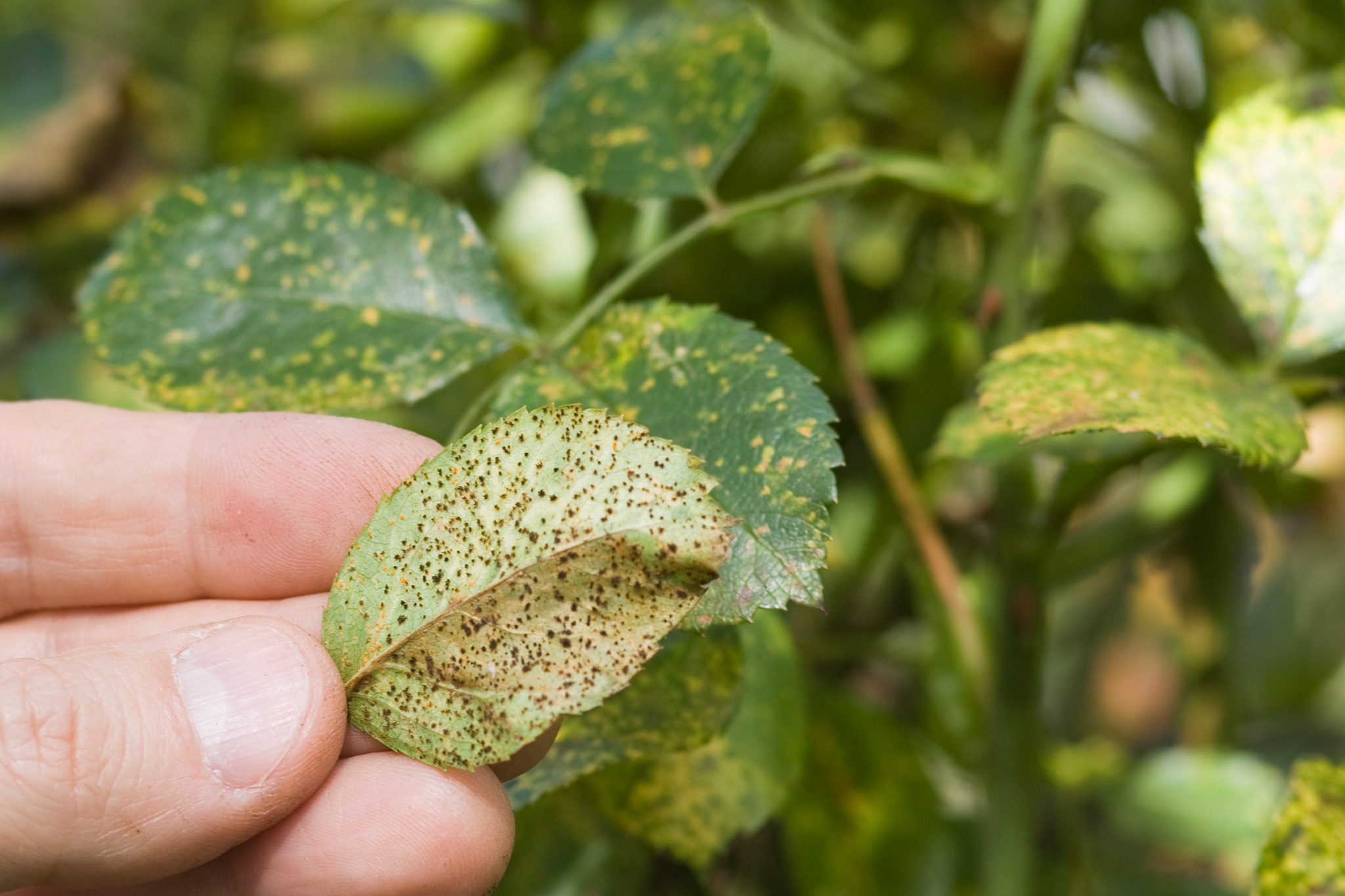 Perennial Leaf Diseases: Rust, Leaf Spot, and Botrytis Blight