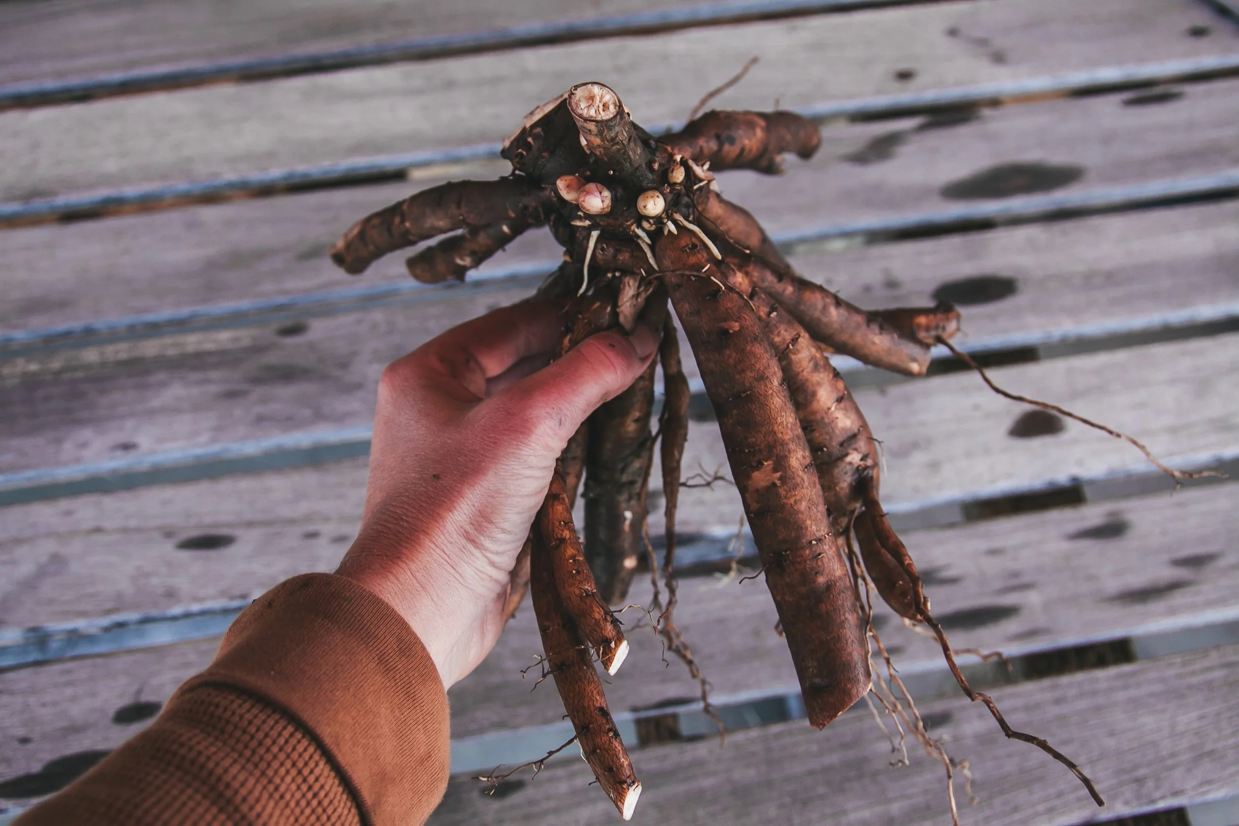Close view of a bare-root peony crown resting on soil, showing several pink peony eyes (buds) at the top of the crown with thick storage roots below