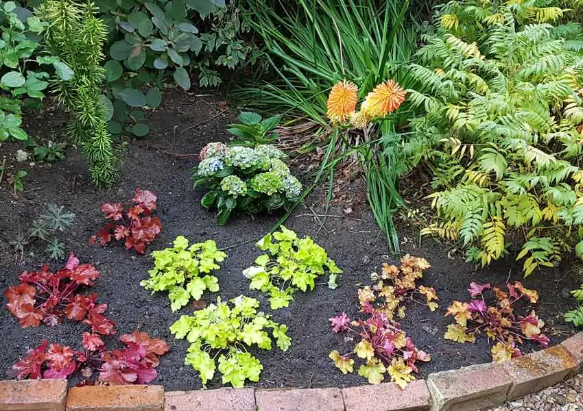 Coral bells planted in a curved garden border beneath a small tree, with morning sunlight filtering through leaves and bright foliage colors visible