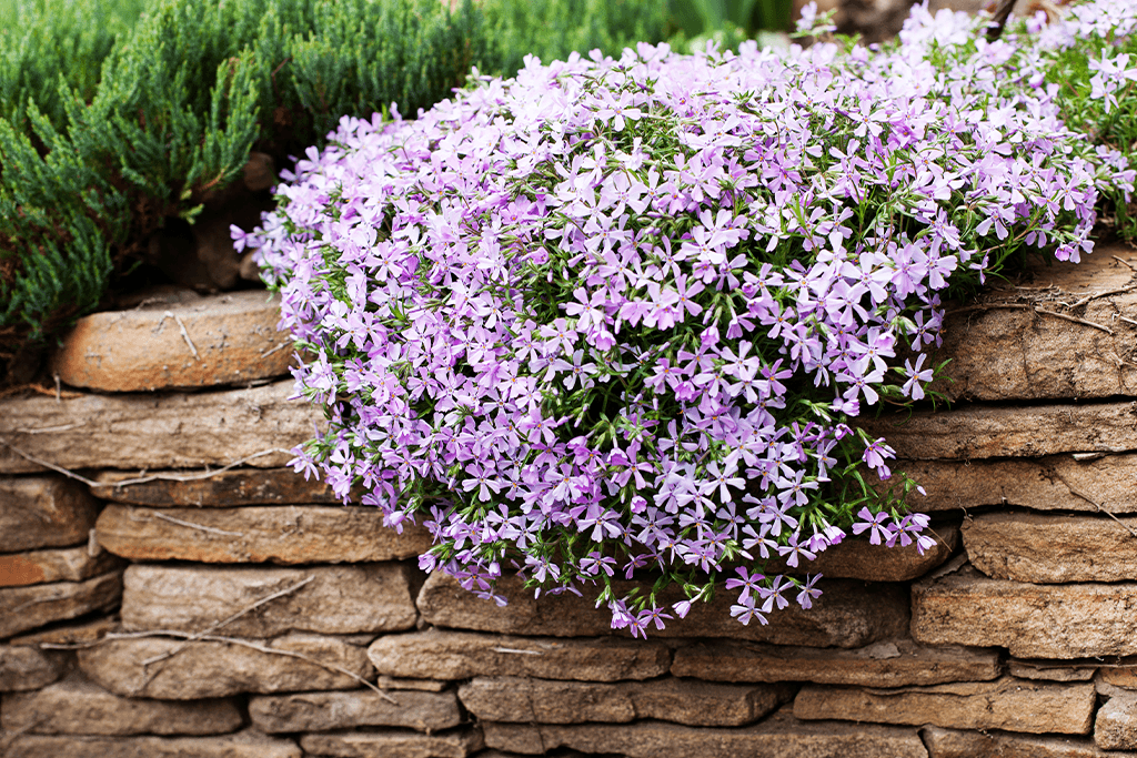 Creeping phlox cascading over a low stone retaining wall, with dense green foliage and purple-pink flowers in bright sun