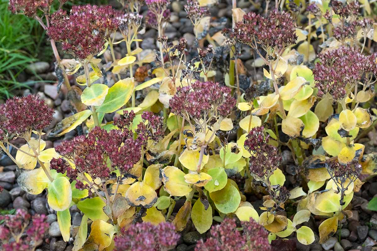 Dried Autumn Joy sedum flower heads standing in a winter garden with a light dusting of frost