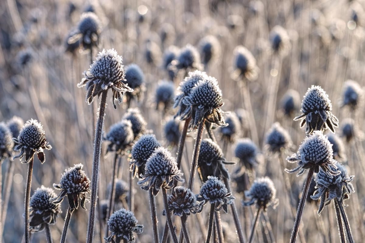 Dried coneflower seed heads standing above light snow in a winter garden, showing stiff stems and dark cones that provide food for birds