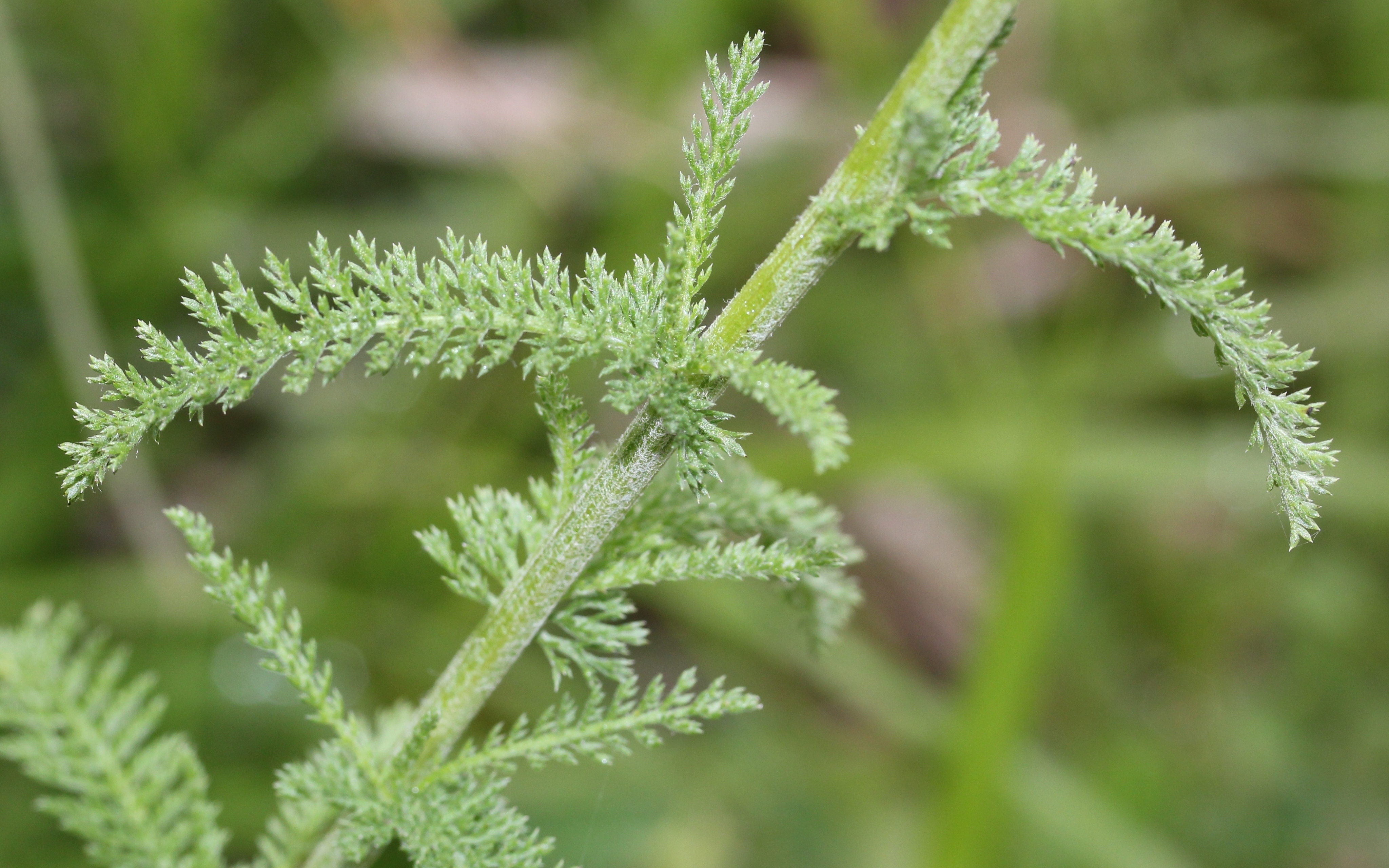 Feathery yarrow leaves on a healthy plant in a sunny garden bed, with well-drained soil visible beneath