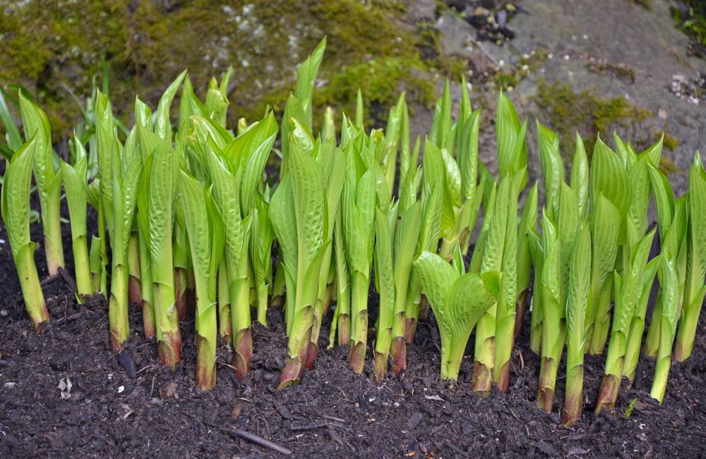 Fresh hosta shoots emerging from the soil in early spring in a shaded garden bed with leaf mulch nearby