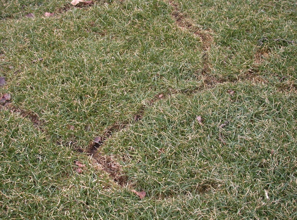Stop Voles from Eating Perennial Roots