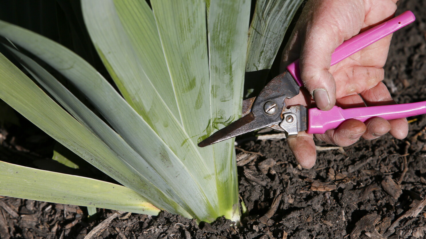 Gloved hands using garden shears to cut back dead perennial stems to a few inches above the soil