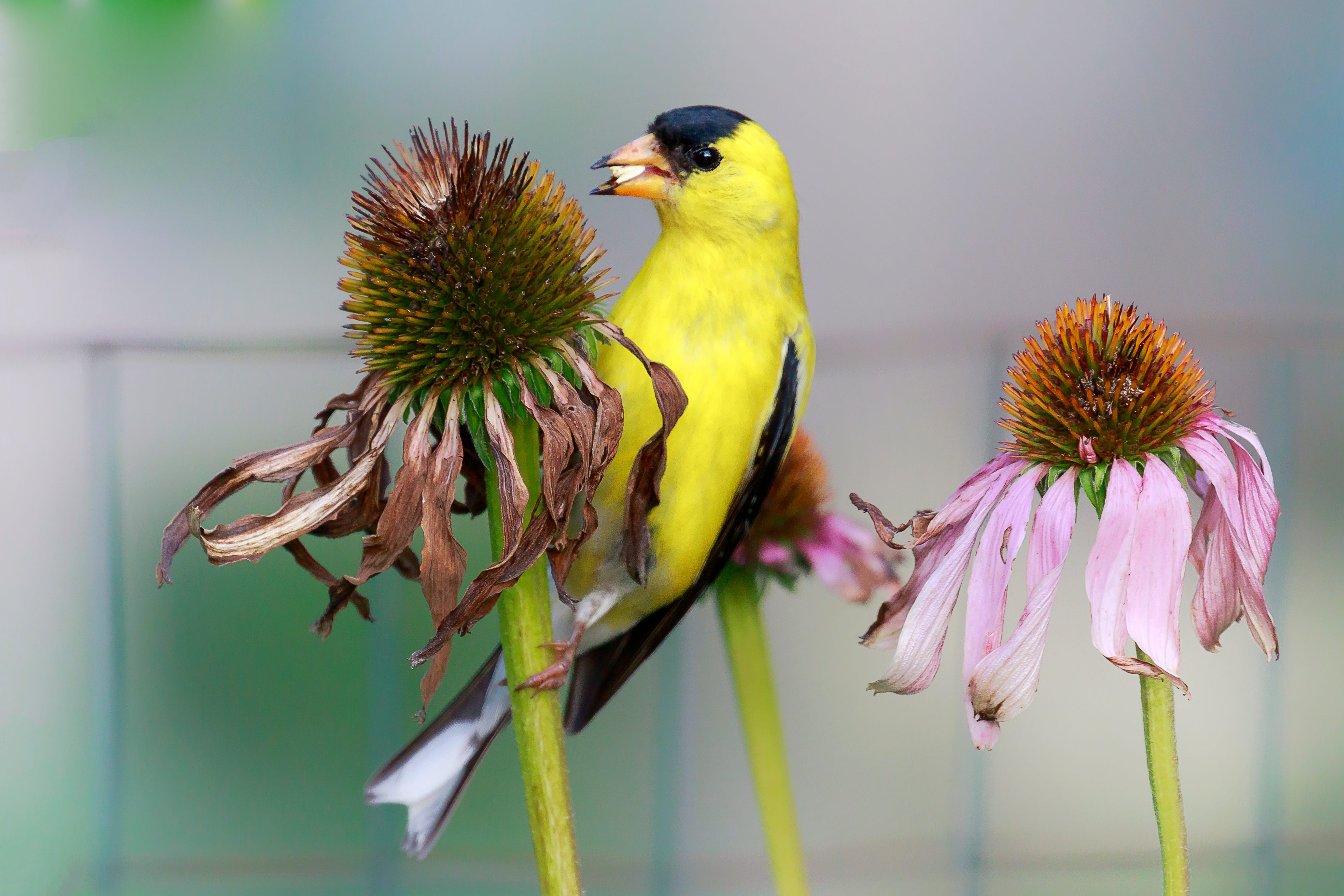 Goldfinches perched on dried coneflower seedheads in a winter perennial border