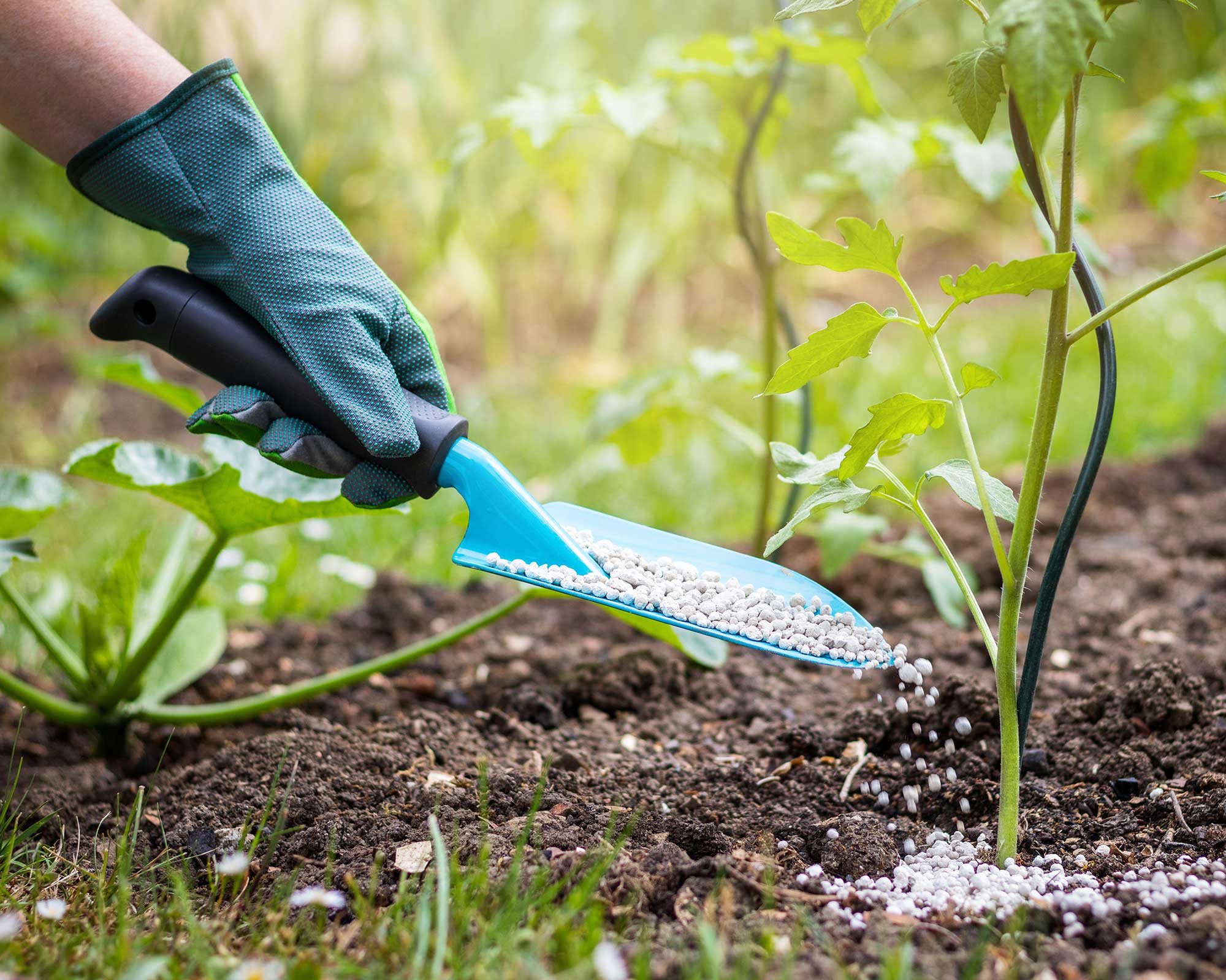 Granular fertilizer sprinkled in a ring around a perennial plant, kept a few inches away from the crown on damp soil
