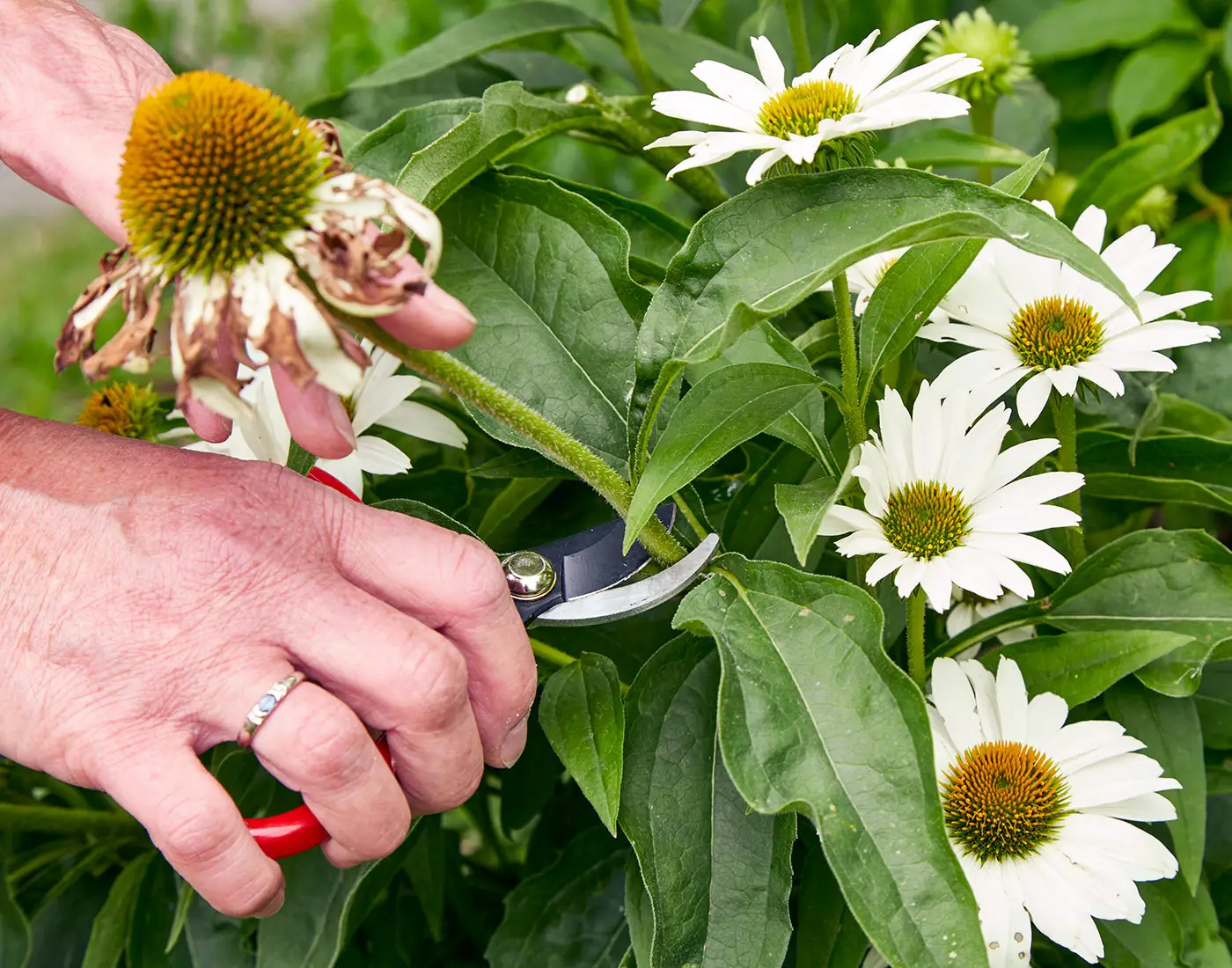 Hands holding a fading flower stem while using small garden snips to remove the spent bloom above a healthy leaf set