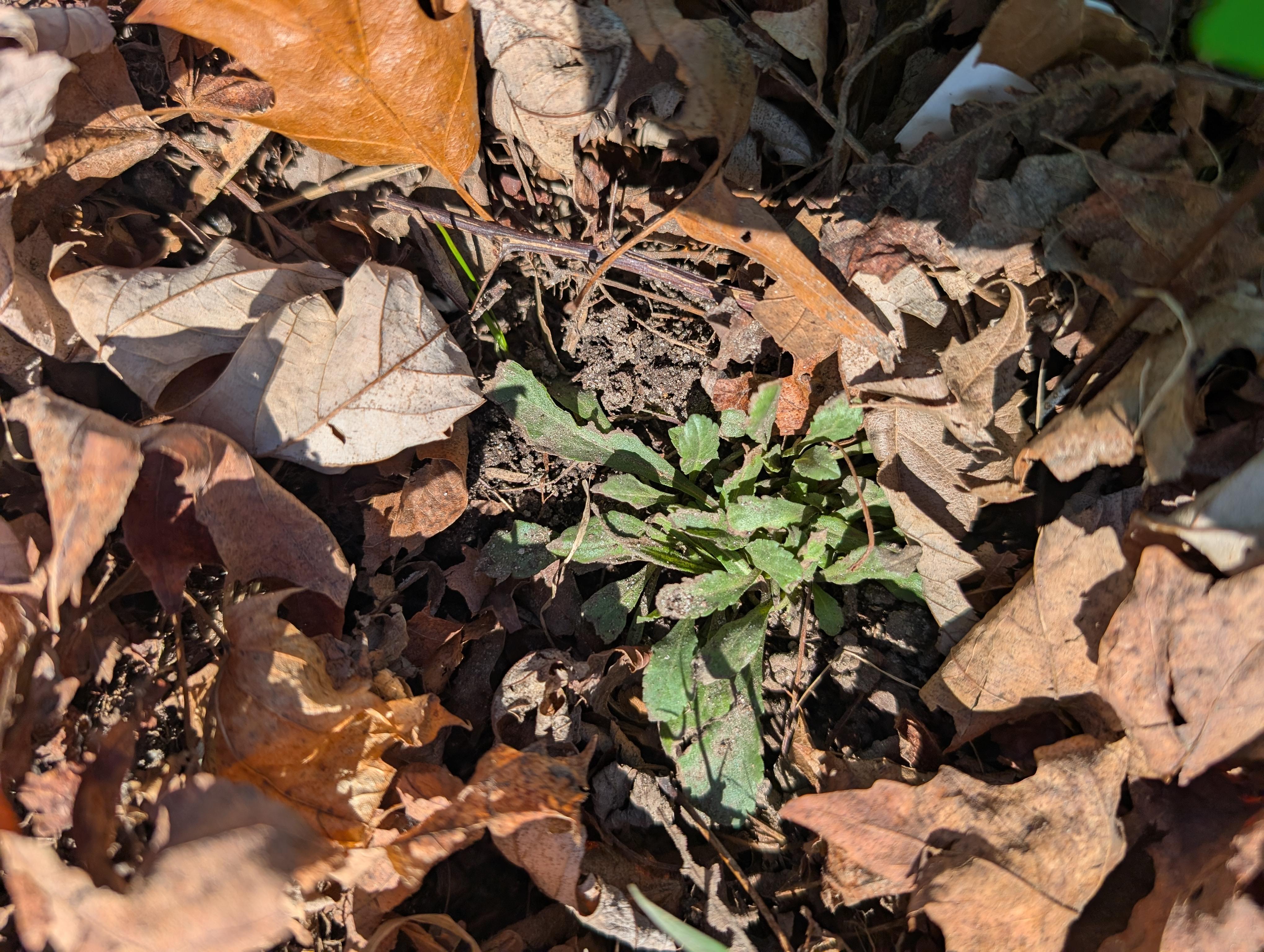 Hands in garden gloves lifting damp leaf litter away from the base of a perennial plant without disturbing the new shoots