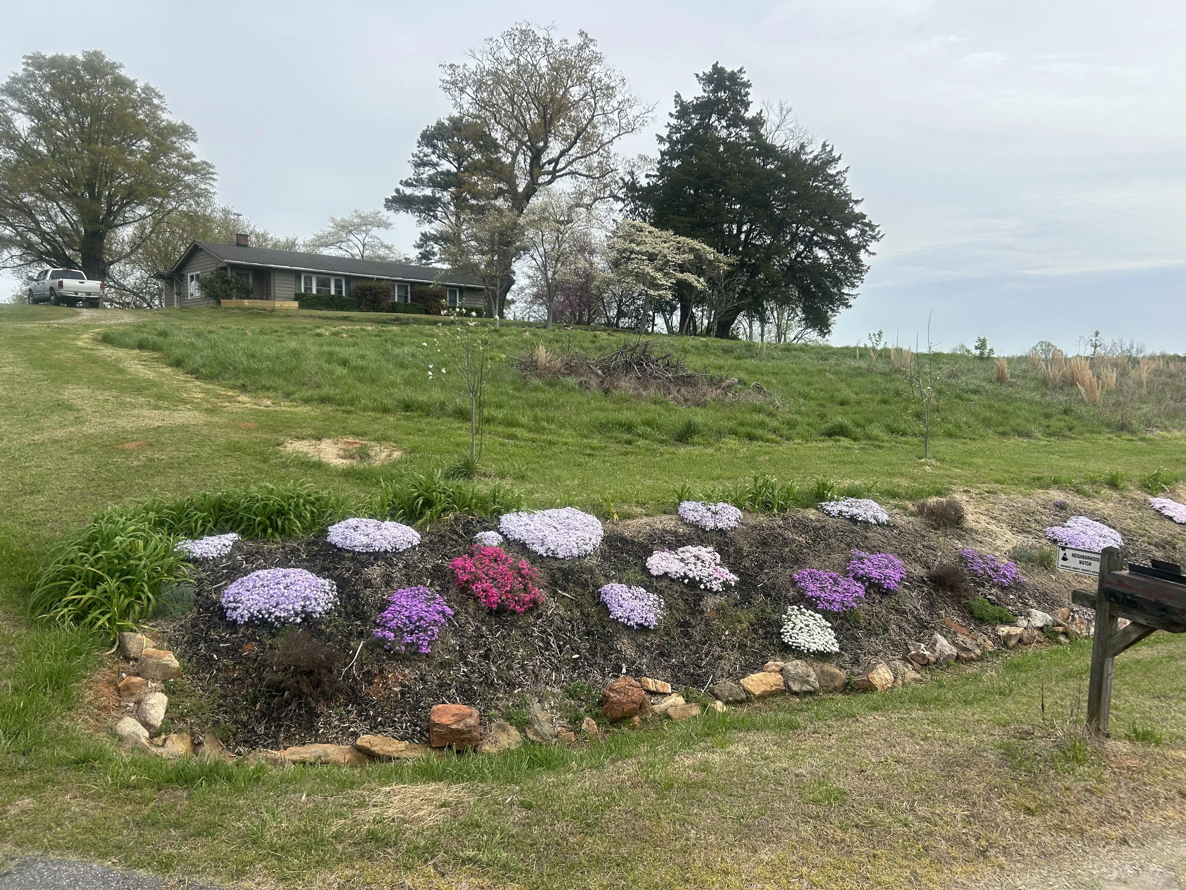 Hands planting a creeping phlox starter plant on a sunny slope, with loosened soil and small stones visible for drainage
