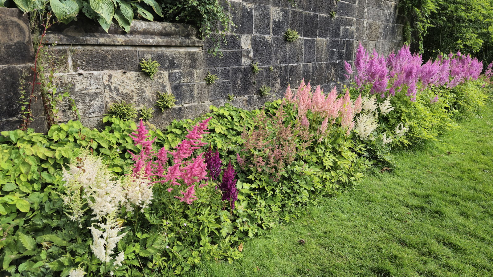 Hands planting a young astilbe into dark, compost-amended soil in a shady garden bed with a watering can nearby