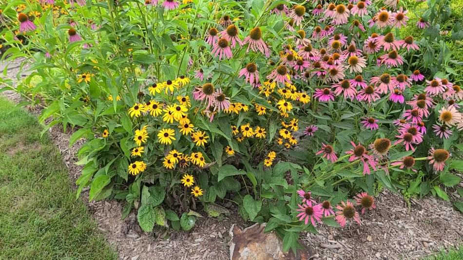 Hands planting a young coneflower in a sunny garden bed, with the root ball set level with the soil and a small ring of mulch kept away from the plant crown