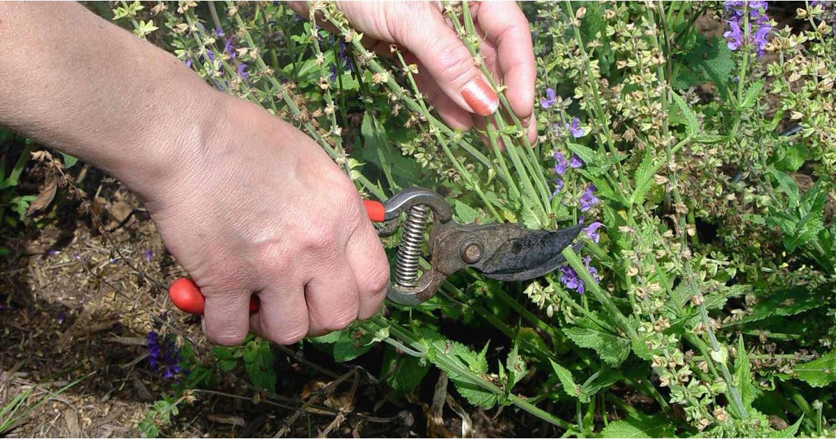 Hands using garden snips to trim spent purple salvia flower spikes in a sunny perennial border