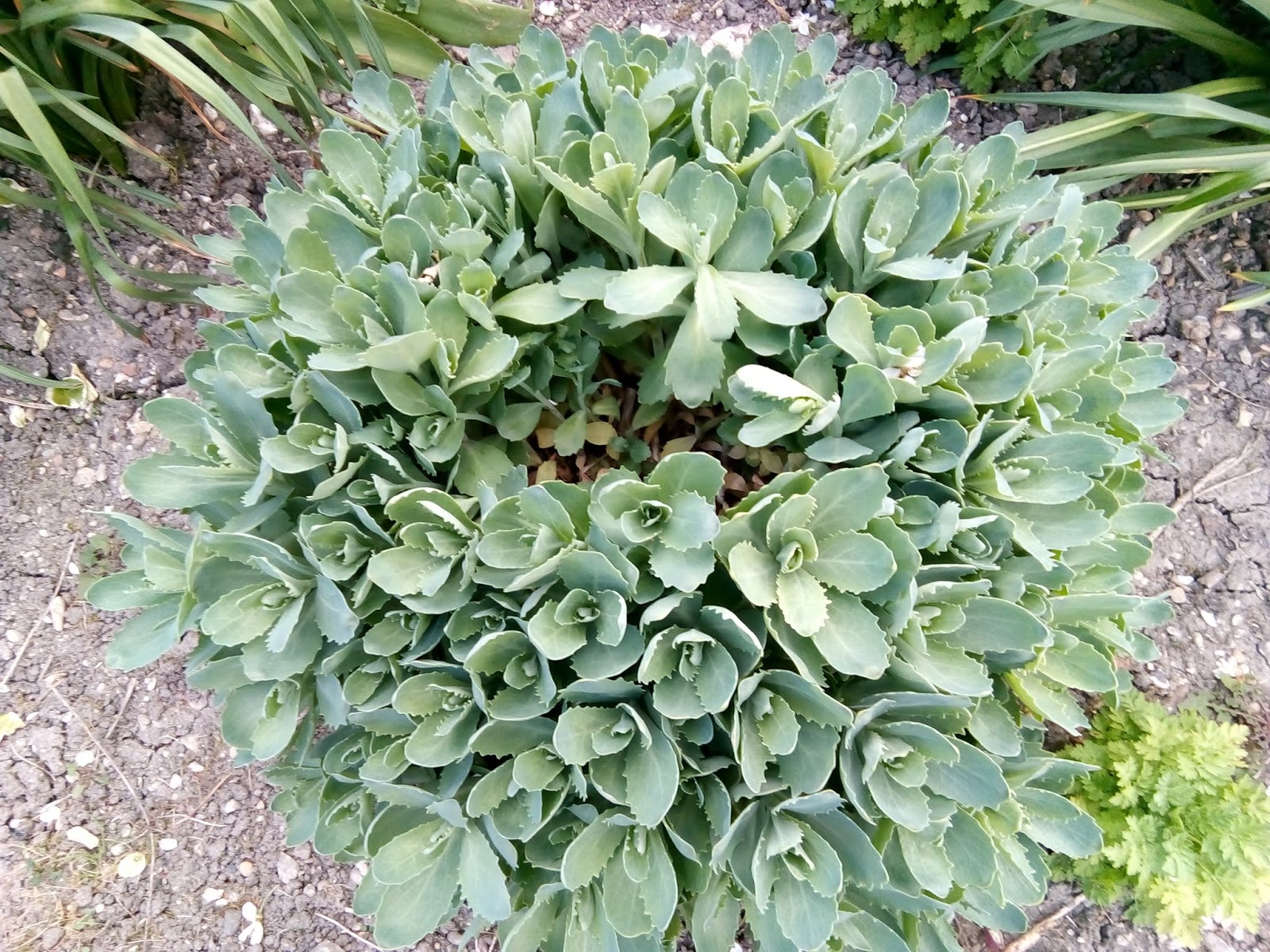 Hands using pruning shears to cut back upright sedum stems by about one-third in late spring