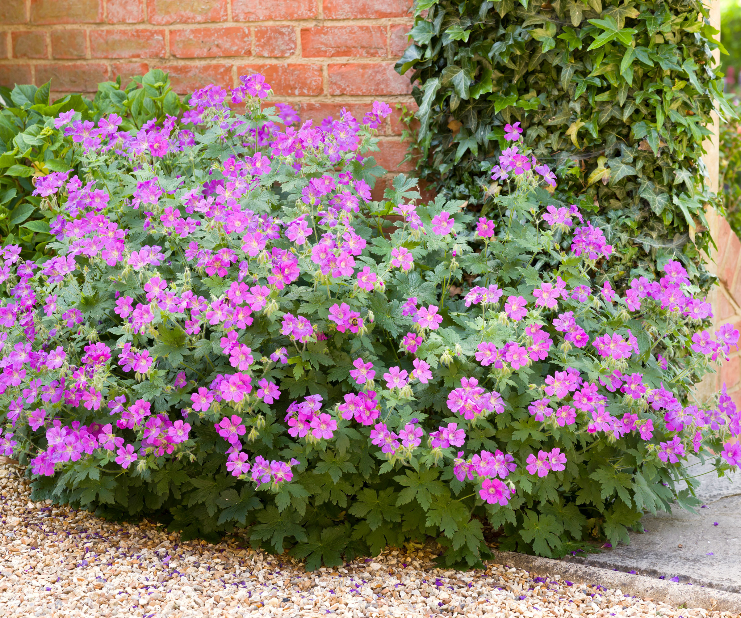 Hardy geranium forming a neat edging along a garden path, with pink blooms and dense green foliage in an outdoor garden