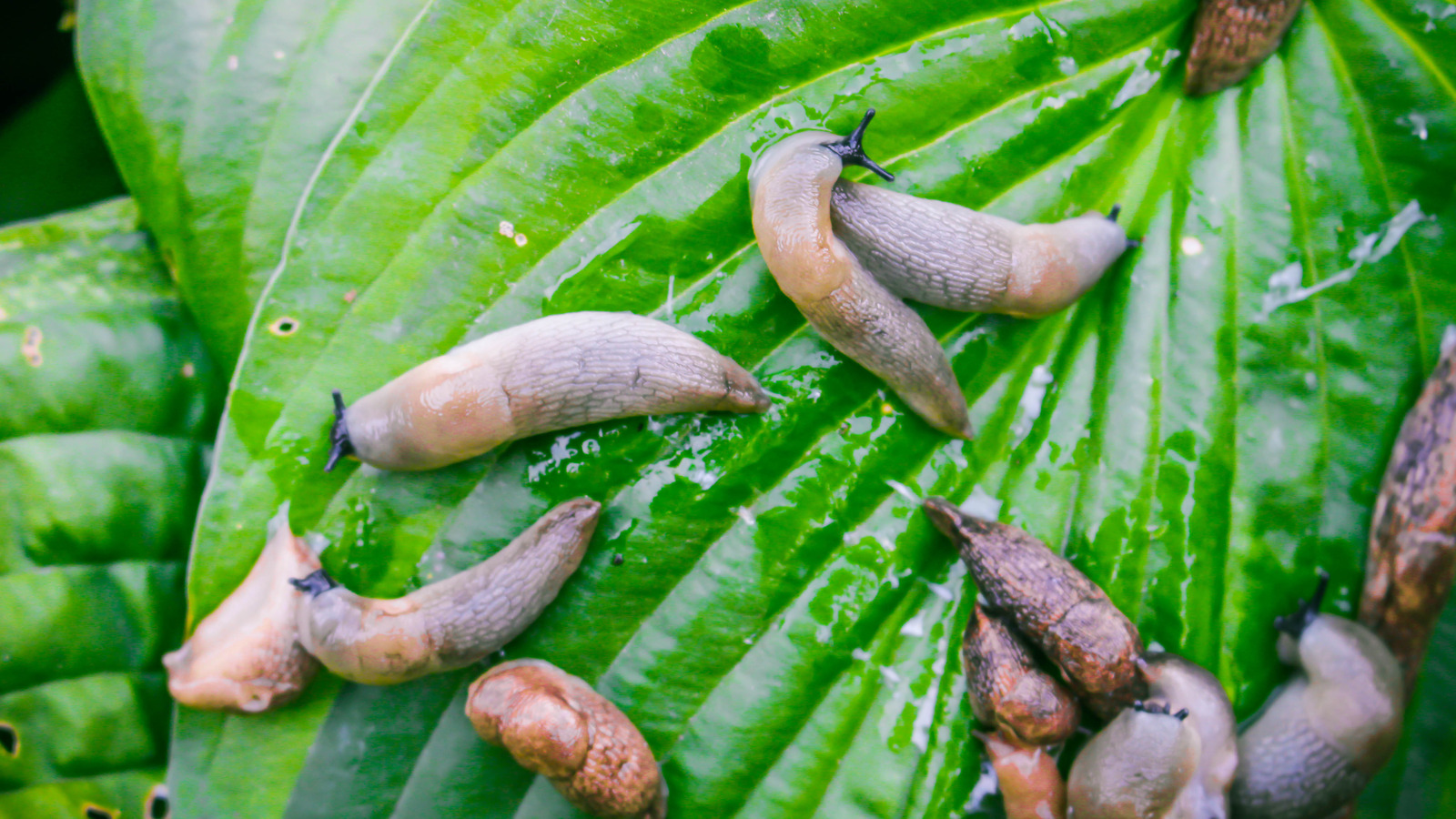 Hosta leaves showing irregular holes and chewed edges typical of slug feeding in a damp shaded garden