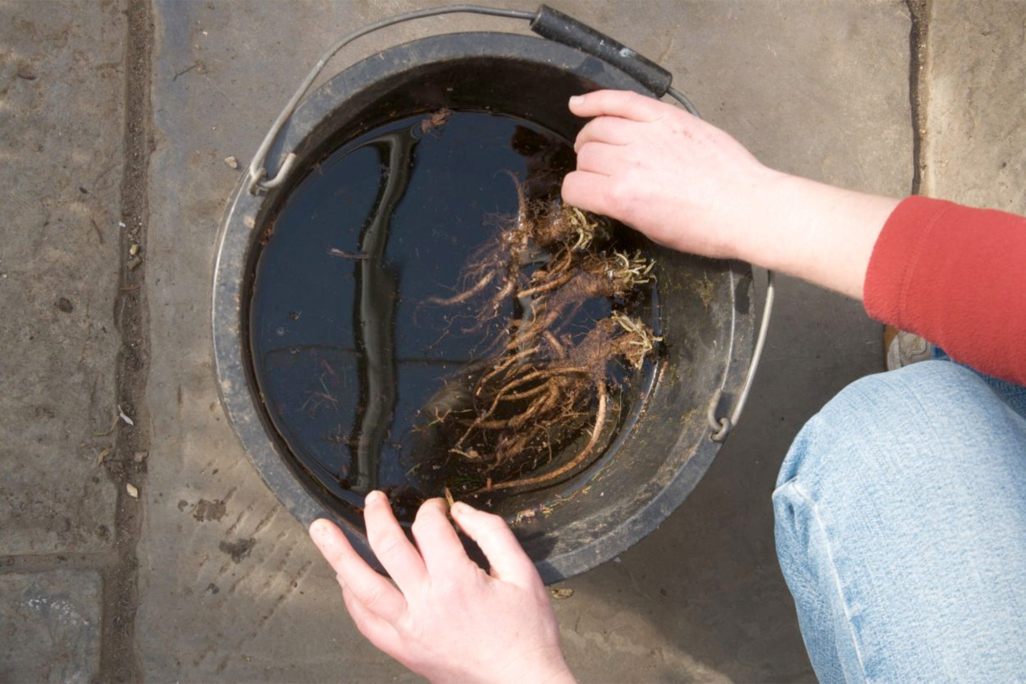 Several bare-root perennial roots soaking in a bucket while the crowns rest above the waterline