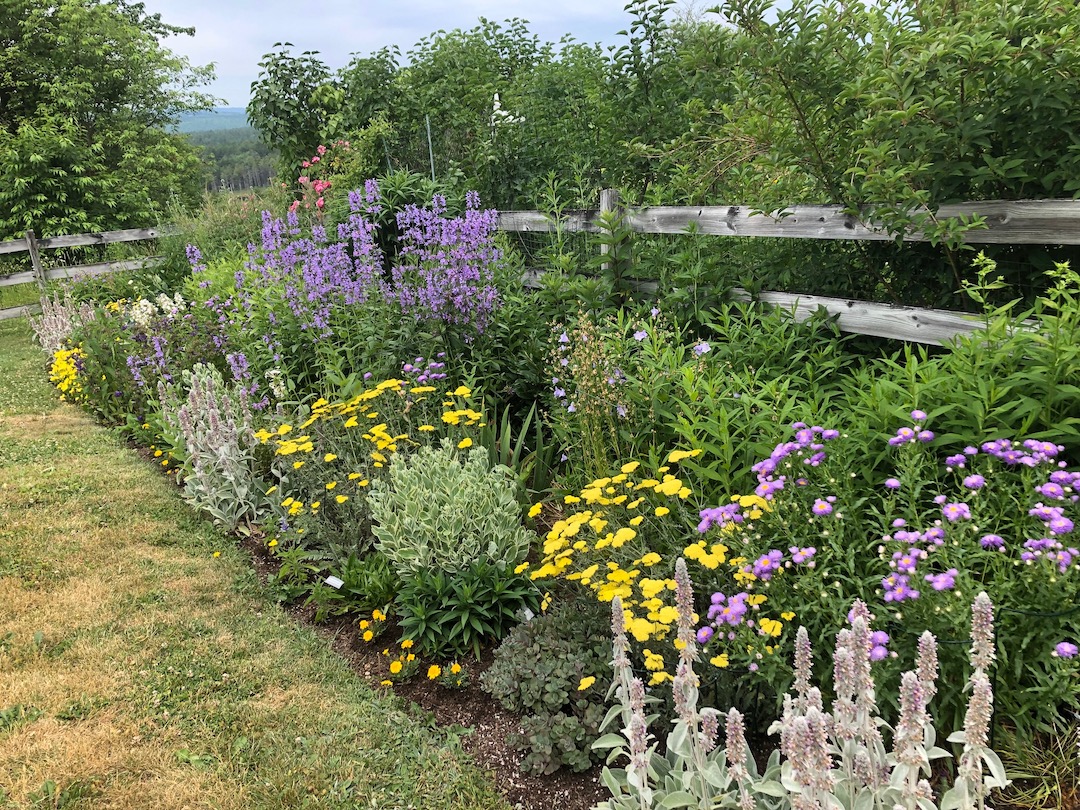 Sunny perennial border where yellow yarrow blooms mix with purple salvia flower spikes, showing contrasting shapes in a drought-tolerant planting