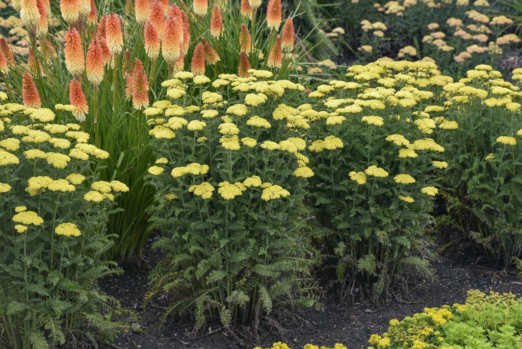 Yarrow (Achillea): Grow, Prune, and Divide for Bold Borders