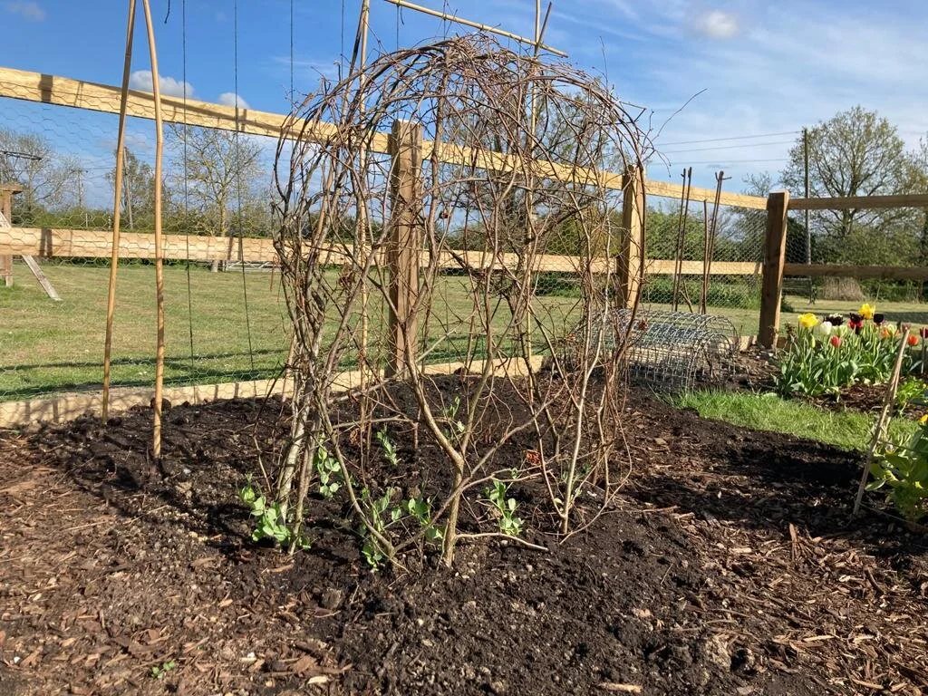 Twiggy pea sticks arranged around a young perennial clump, creating a natural-looking support that will disappear as the plant grows